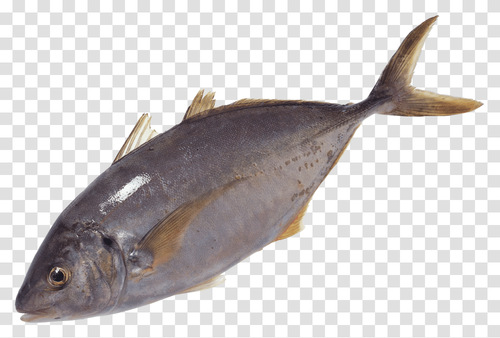 Fish, Animals, Tuna, Sea Life, Bonito Transparent Png