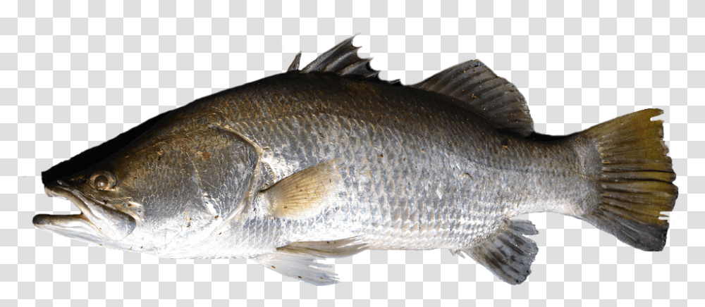 Fish Barramundi, Animal, Perch Transparent Png