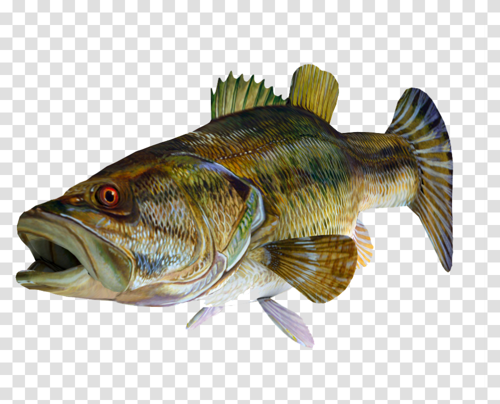 Fish Bass, Animal, Perch Transparent Png
