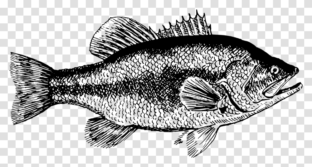 Fish Black And White Sea Bass Fish Black And White, Gray, World Of Warcraft Transparent Png