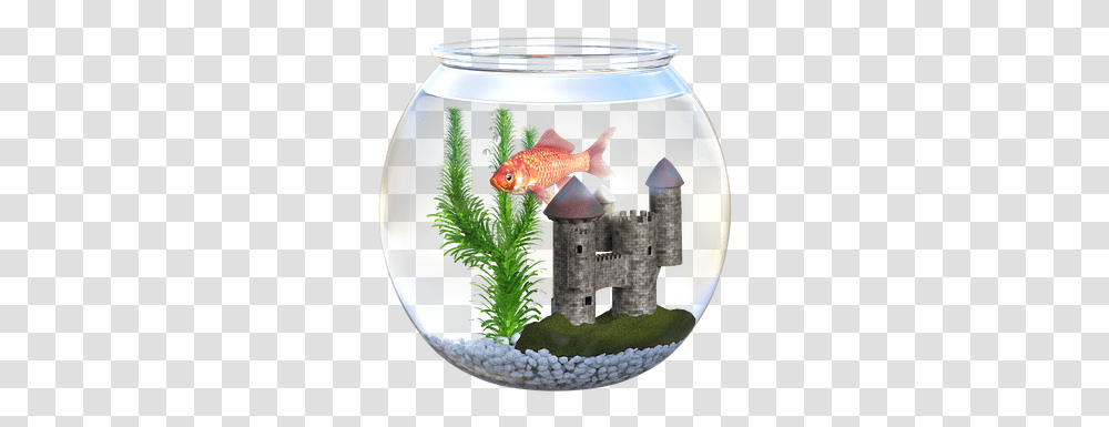 Fish Bowl Goldfish Fishbowl Aquarium Food Orange Akvrium, Animal, Water, Sea Life Transparent Png