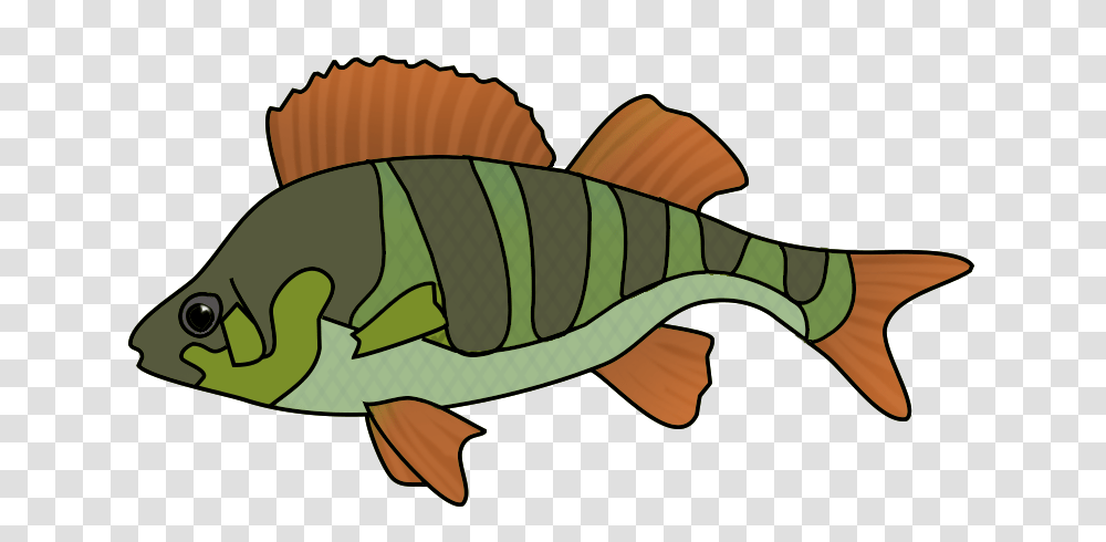 Fish Clip Art, Animal, Perch, Invertebrate Transparent Png