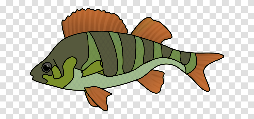 Fish Clip Art Fish Drawing, Animal, Perch Transparent Png