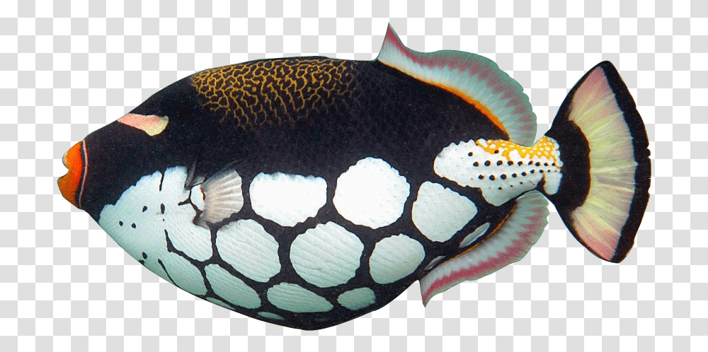 Fish Clip Art Realistic Realistic Tropical Fish Clip Art, Angelfish, Sea Life, Animal, Surgeonfish Transparent Png