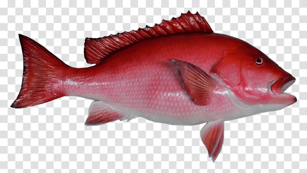 Fish Clip Art Red Snapper Background, Animal, Perch Transparent Png