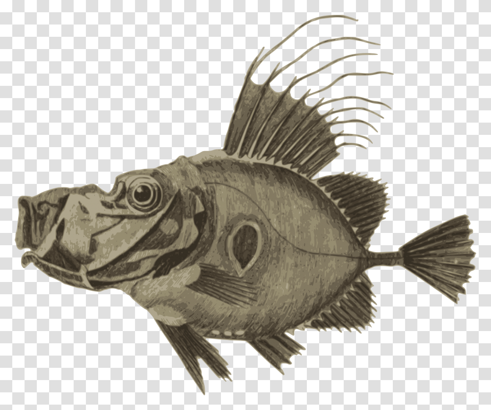 Fish Clip Arts Fish, Animal, Perch, Bird, Word Transparent Png