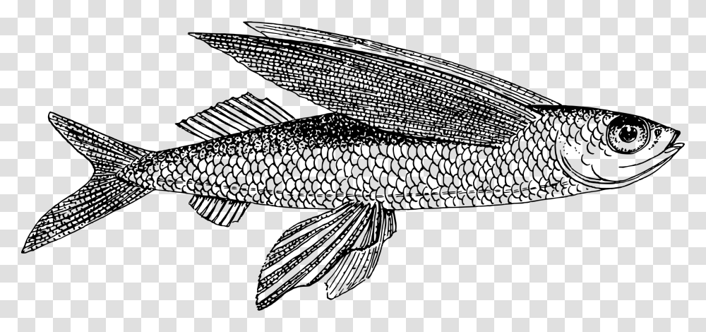 Fish Clipart Black And White Flying Fish Line Drawing, Gray, World Of Warcraft Transparent Png