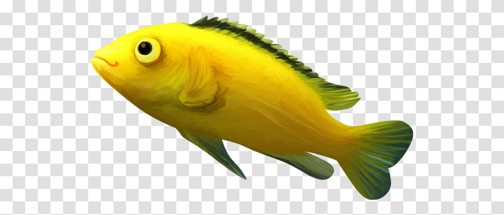 Fish Clipart Images Free Download, Animal, Bird, Sea Life, Angelfish Transparent Png