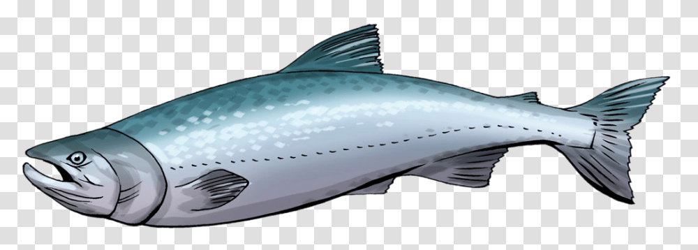 Fish Clipart Salmon Cute Salmon Clipart, Coho, Animal, Tuna, Sea Life Transparent Png