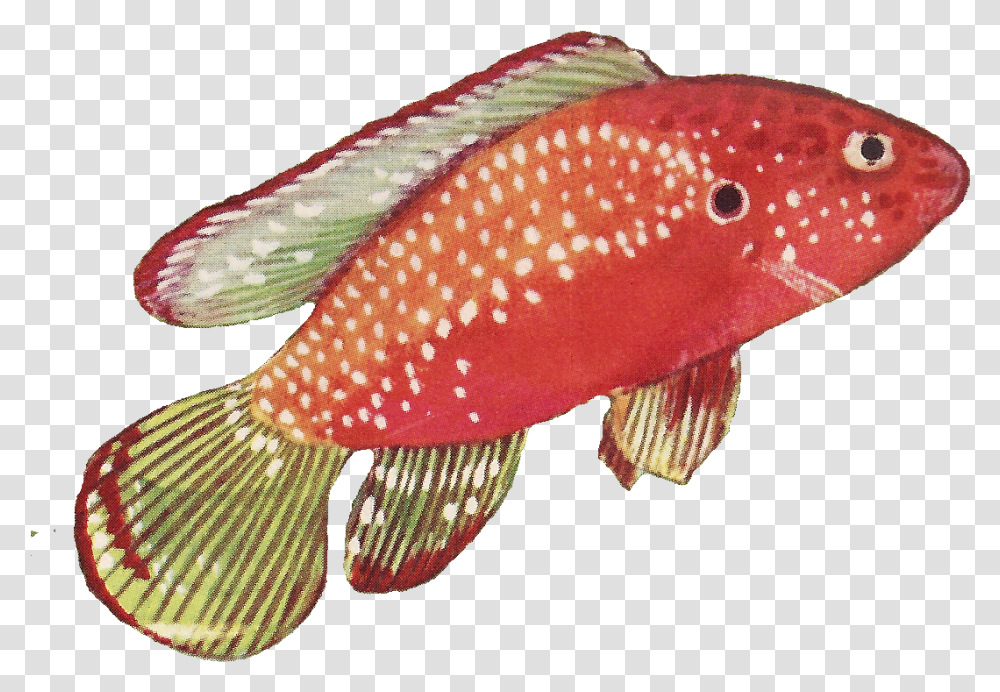 Fish Clipart Vintage Svg Freeuse Leaping Frog Designs Vintage Fish, Animal, Fungus, Goldfish Transparent Png