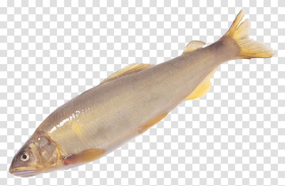 Fish, Coho, Animal, Trout, Sea Life Transparent Png