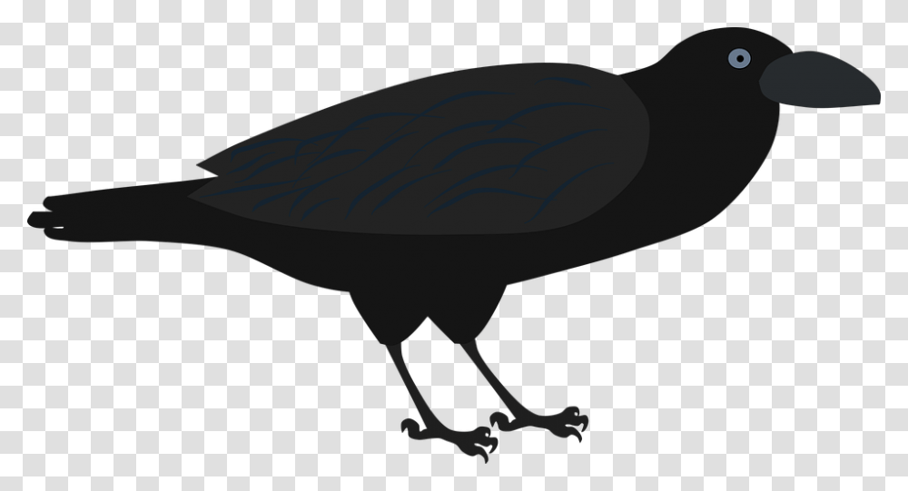 Fish Crow, Animal, Beak, Bird, Vulture Transparent Png