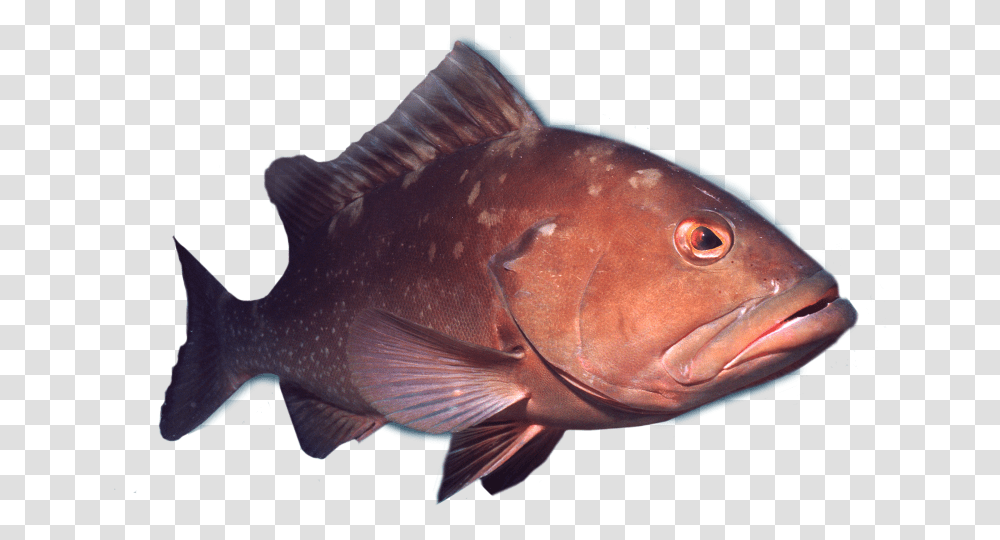 Fish Deep Sea Fish, Animal, Cod, Perch Transparent Png