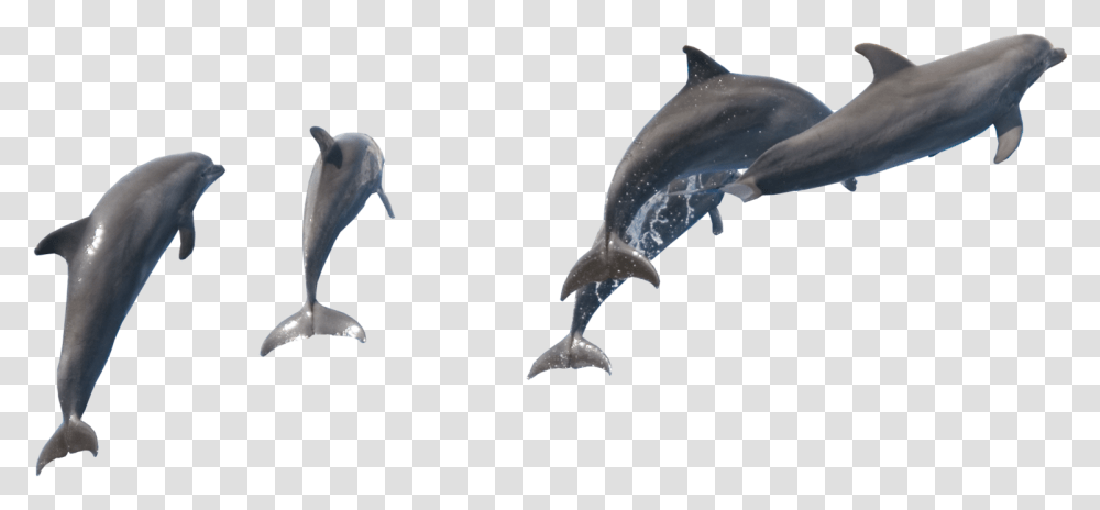Fish Dolphin Download, Sea Life, Animal, Bird, Mammal Transparent Png