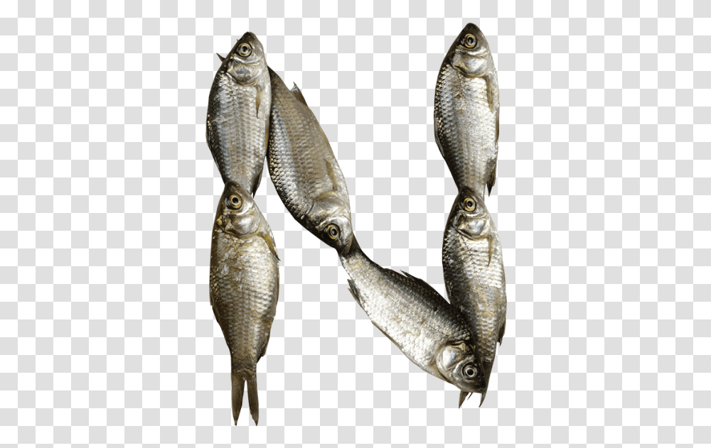 Fish Font Fonts Alphabet Fish, Mullet Fish, Sea Life, Animal, Herring Transparent Png