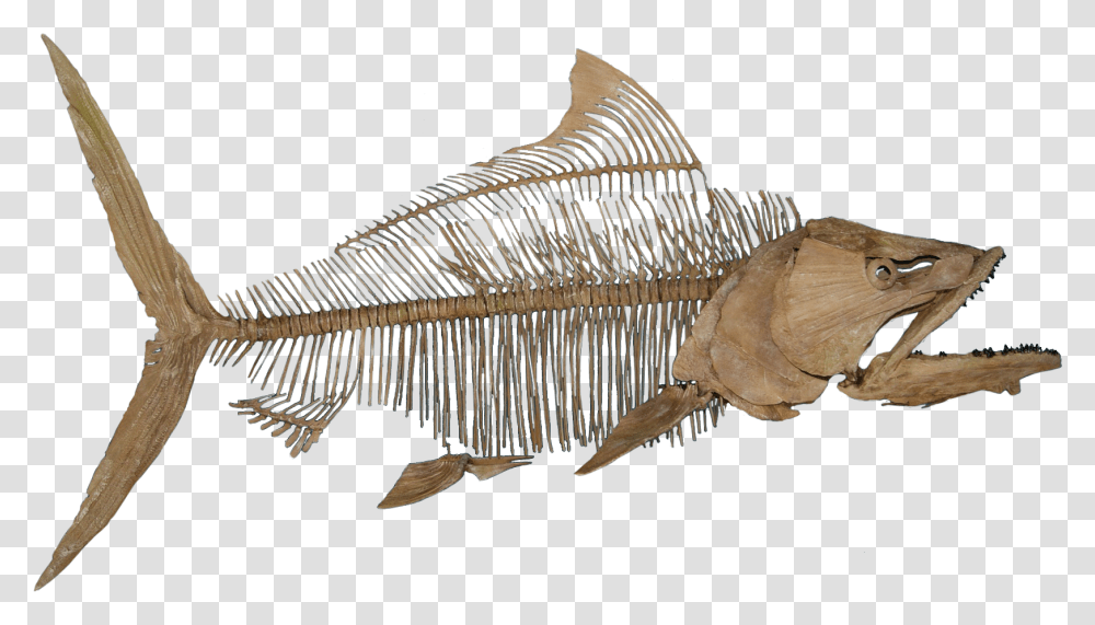 Fish Fossil No Background Fish Fossil, Animal, Reptile Transparent Png