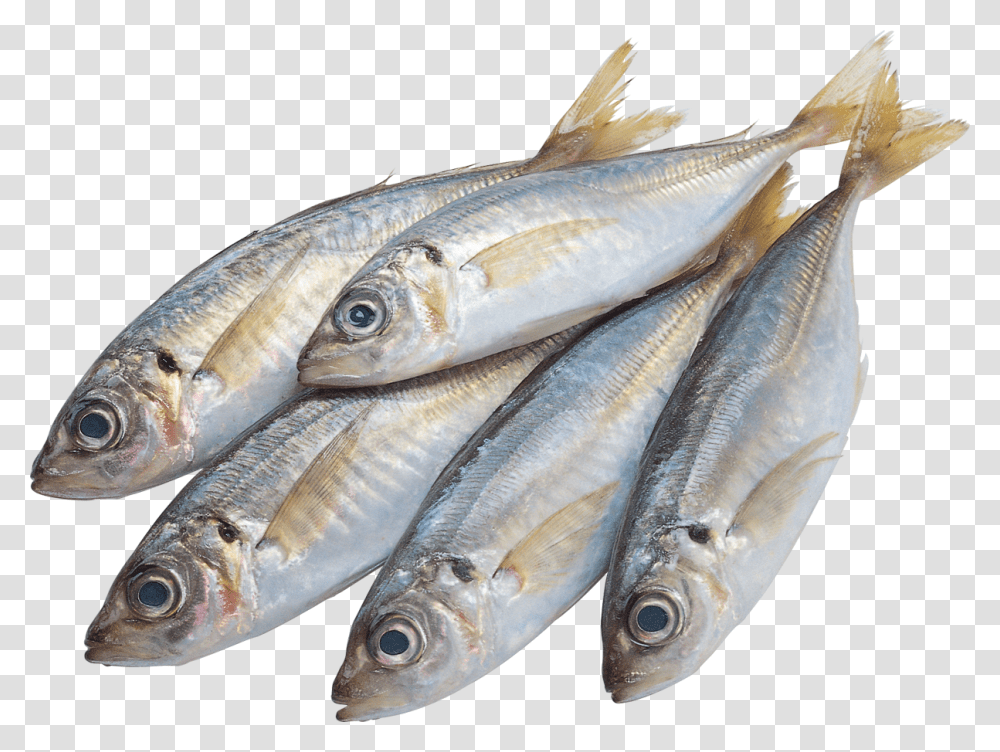 Fish Four Fish, Herring, Sea Life, Animal, Sardine Transparent Png