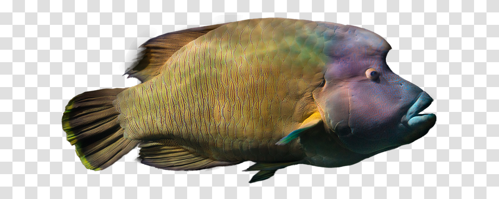 Fish Free Nature, Animal, Angelfish, Sea Life Transparent Png