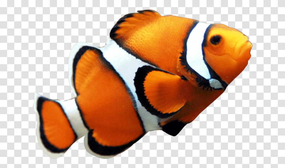 Fish Free Images Clown Fish With No Background, Amphiprion, Sea Life, Animal, Angelfish Transparent Png