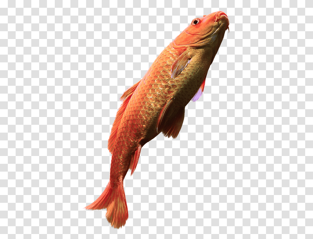 Fish Free Water Aquarium Fish In Water, Bird, Animal, Aquatic, Word Transparent Png