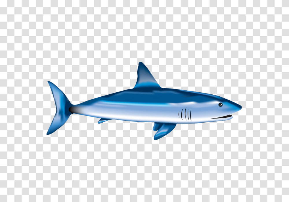 Fish Fry George Darouze, Shark, Sea Life, Animal, Great White Shark Transparent Png