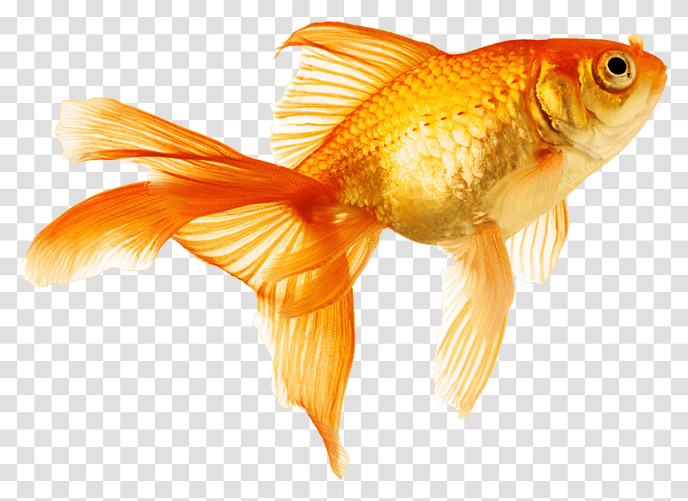 Fish Gold Fish Gif, Goldfish, Animal, Bird Transparent Png