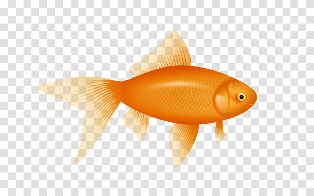 Fish, Goldfish, Animal, Fungus Transparent Png