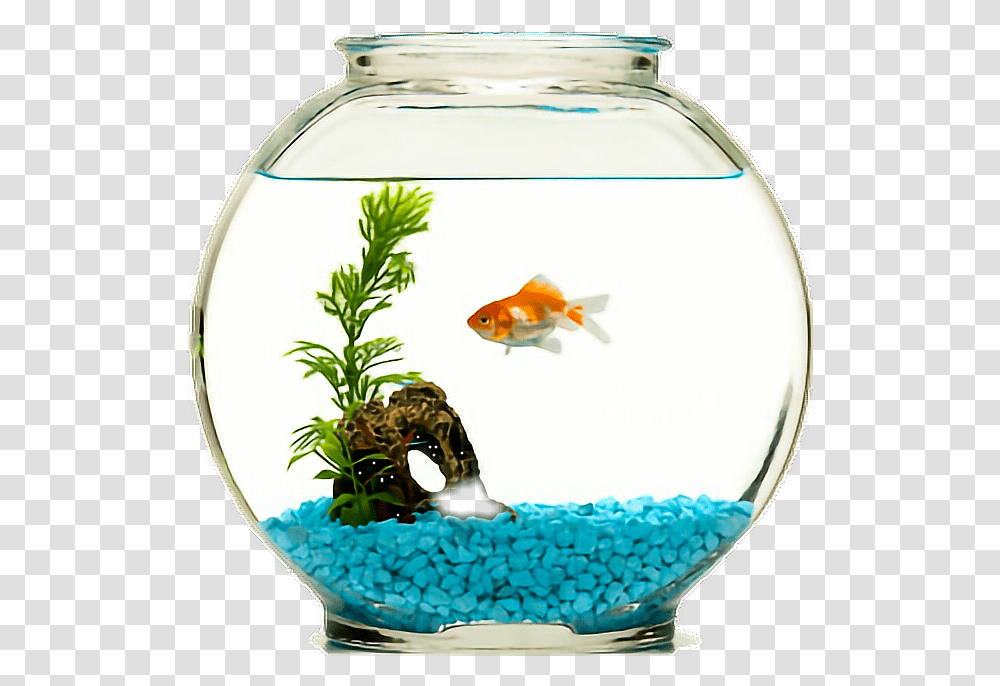 Fish Goldfish Fishbowl Fish In A Bowl, Water, Animal, Aquarium, Sea Life Transparent Png