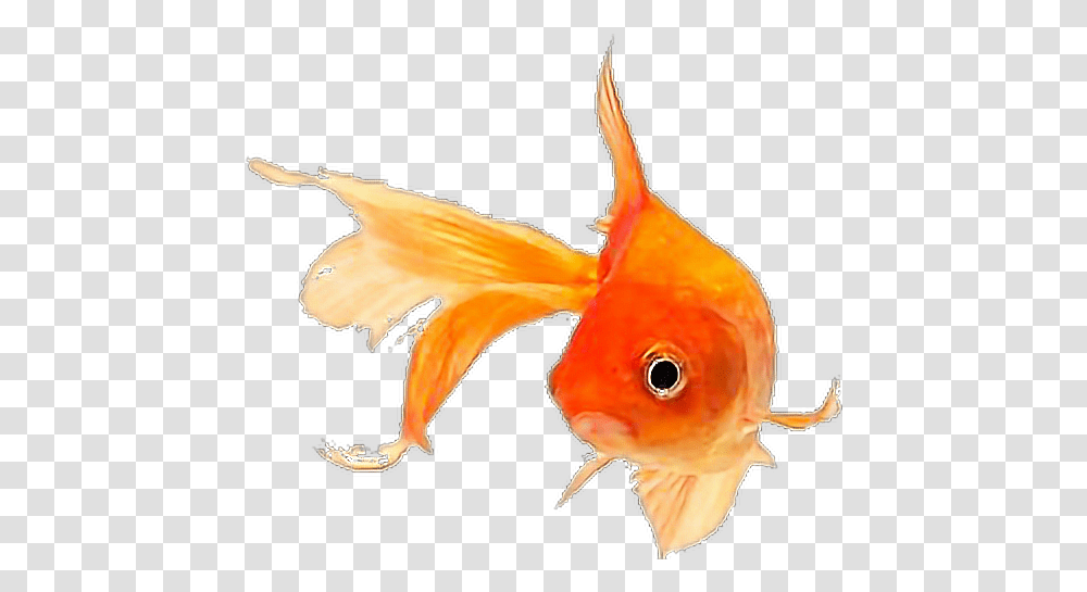 Fish Goldfish Sticker By Pennyann Gold Fish, Animal, Bird Transparent Png
