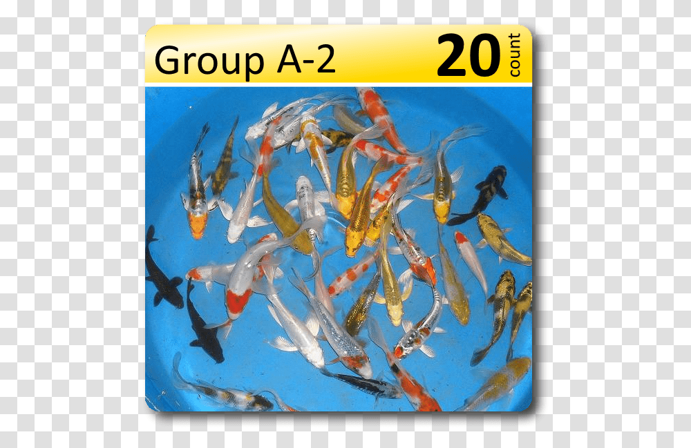 Fish Group, Animal, Carp, Koi, Painting Transparent Png