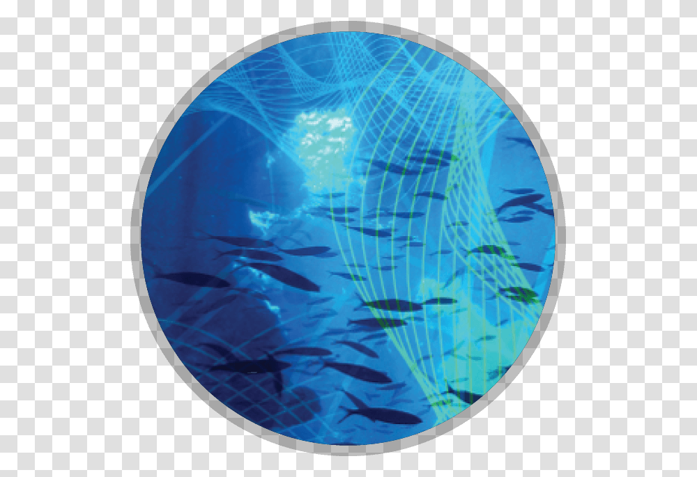 Fish Group, Water, Sea Life, Animal, Outdoors Transparent Png