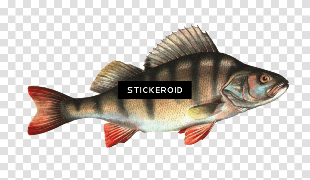 Fish Hd Download Fish Images Hd, Animal, Perch Transparent Png
