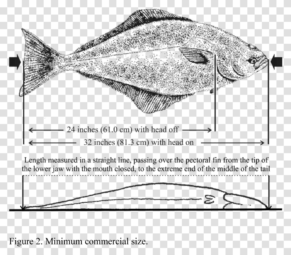 Fish Head Min Length For Pacific Halibut, Animal, Sea Life, Flounder, Tuna Transparent Png