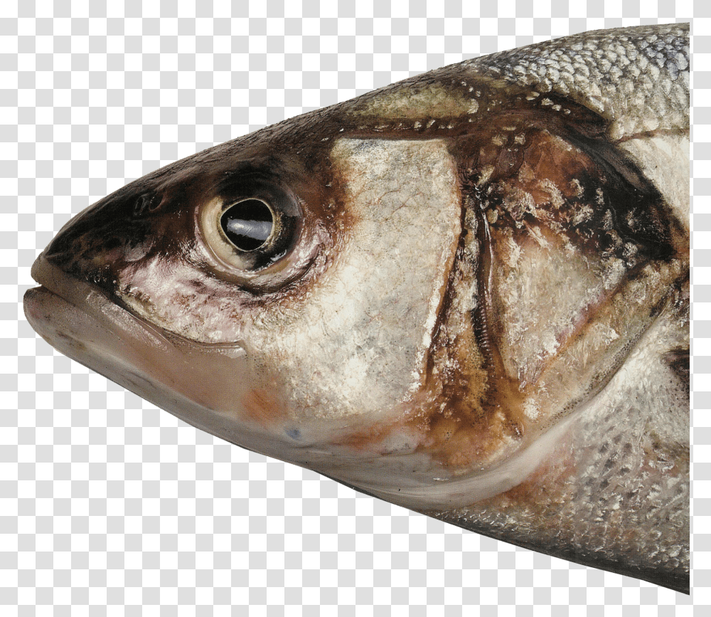 Fish Head Picture Head Of A Fish Transparent Png