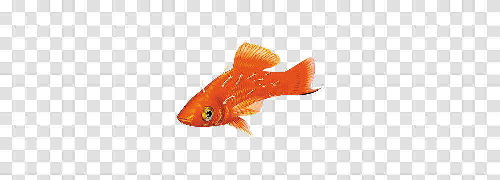 Fish Illnesses How To Spot Them, Goldfish, Animal Transparent Png