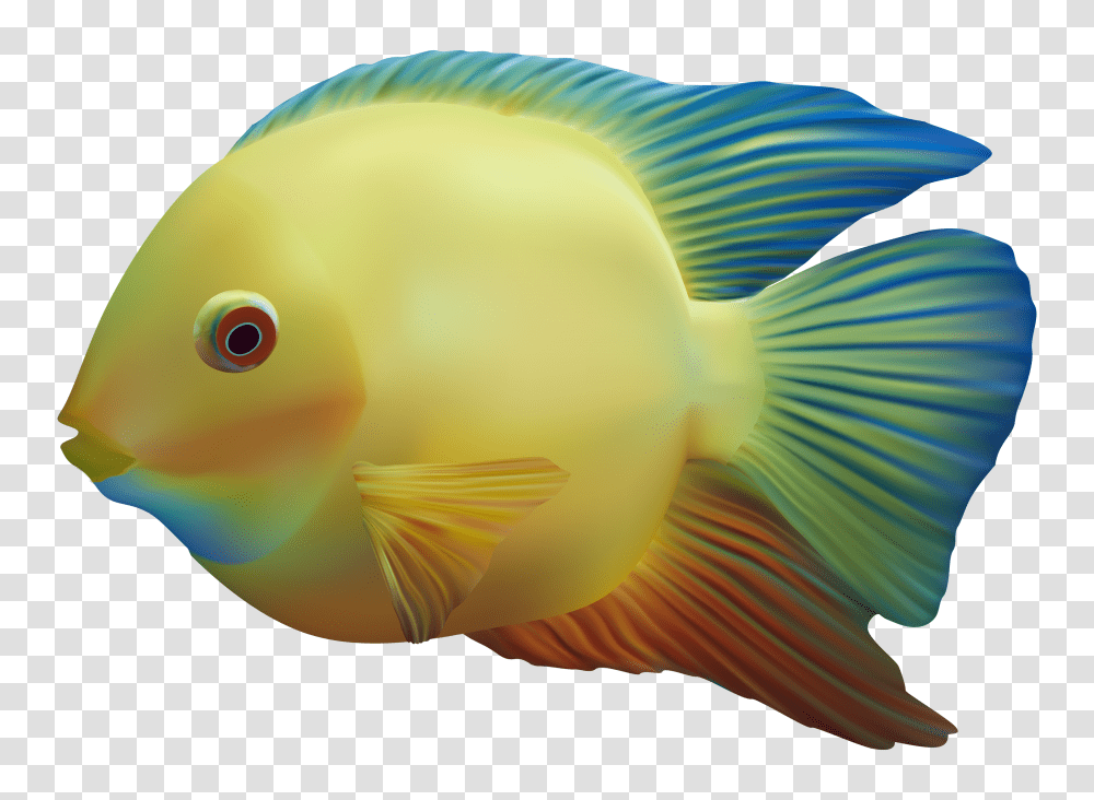 Fish Image Free Download, Goldfish, Animal, Bird, Amphiprion Transparent Png