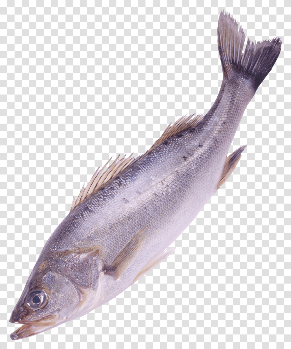 Fish Image In This, Mullet Fish, Sea Life, Animal, Herring Transparent Png