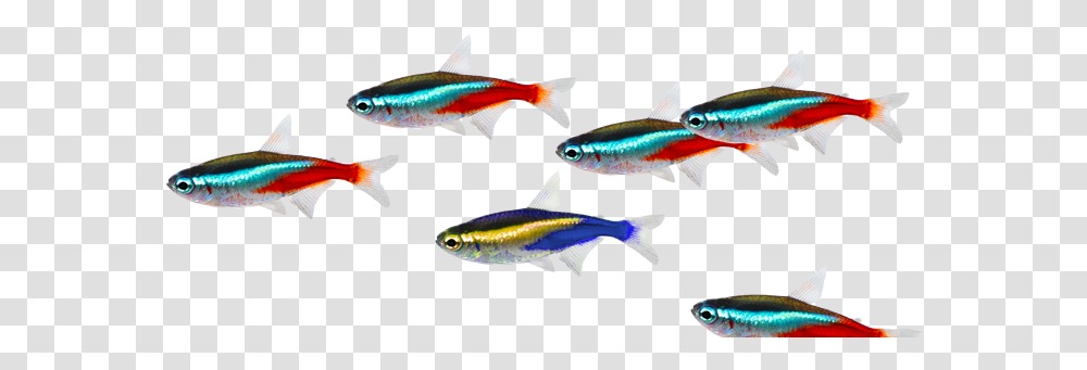 Fish Image School Of Fish Background, Animal, Sea Life, Herring, Tuna Transparent Png
