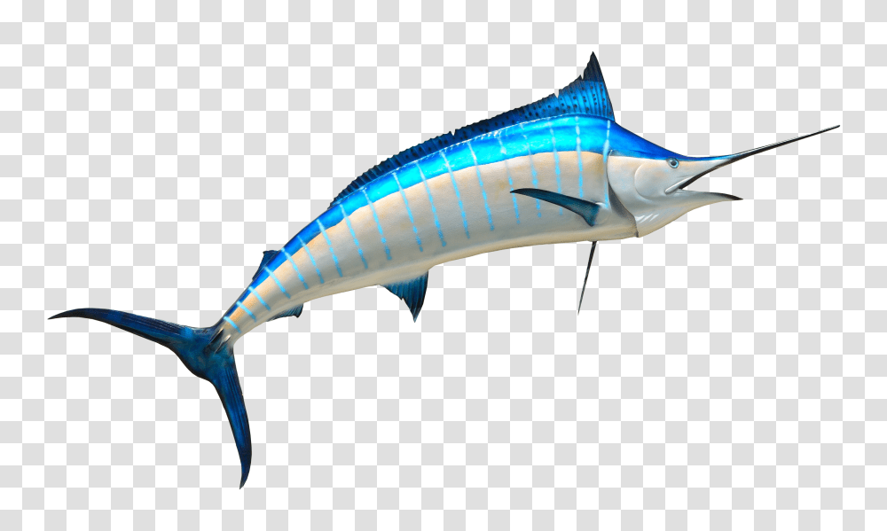 Fish Image, Swordfish, Sea Life, Animal, Tuna Transparent Png