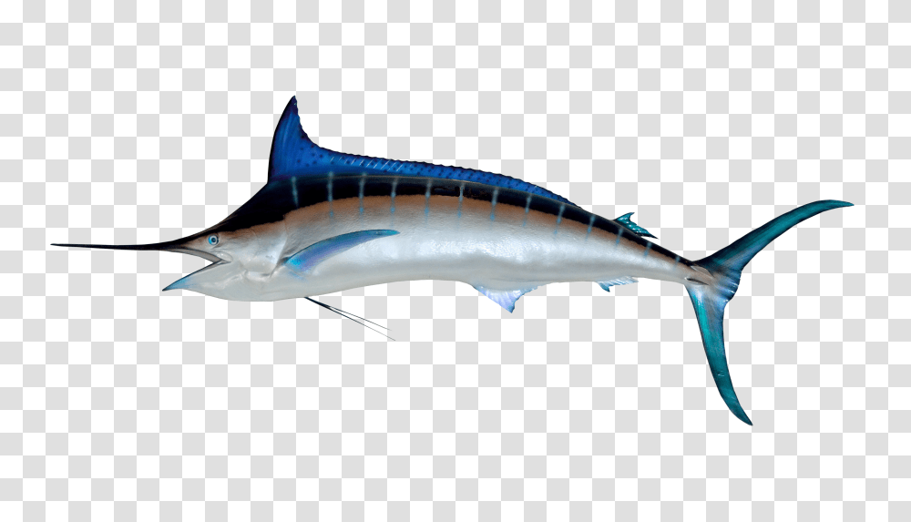 Fish Images, Animal, Shark, Sea Life, Swordfish Transparent Png