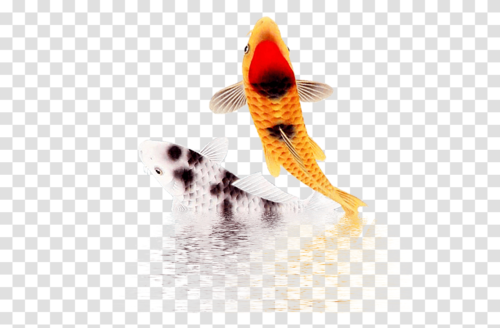 Fish Images Fish, Carp, Animal, Koi, Bird Transparent Png