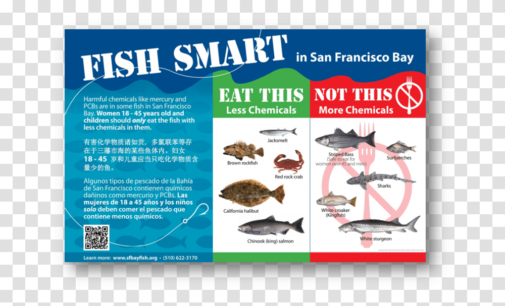 Fish In The San Francisco Bay, Advertisement, Poster, Animal, Flyer Transparent Png