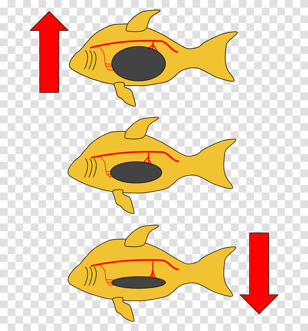 Fish Jumping Out Of Water Clipart Buoyancy Fish Swim Bladder, Animal, Sea Life, Goldfish, Rock Beauty Transparent Png