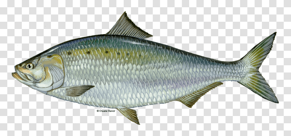 Fish Kill In Porter County Likely Due To Natural Causes American Shad Fish, Animal, Herring, Sea Life, Sardine Transparent Png