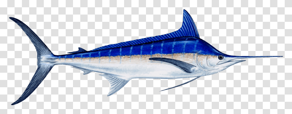 Fish Marlin Download Blue Marlin Fish, Tuna, Sea Life, Animal, Swordfish Transparent Png