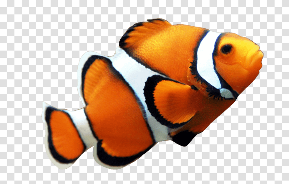 Fish Nemo, Amphiprion, Sea Life, Animal, Angelfish Transparent Png