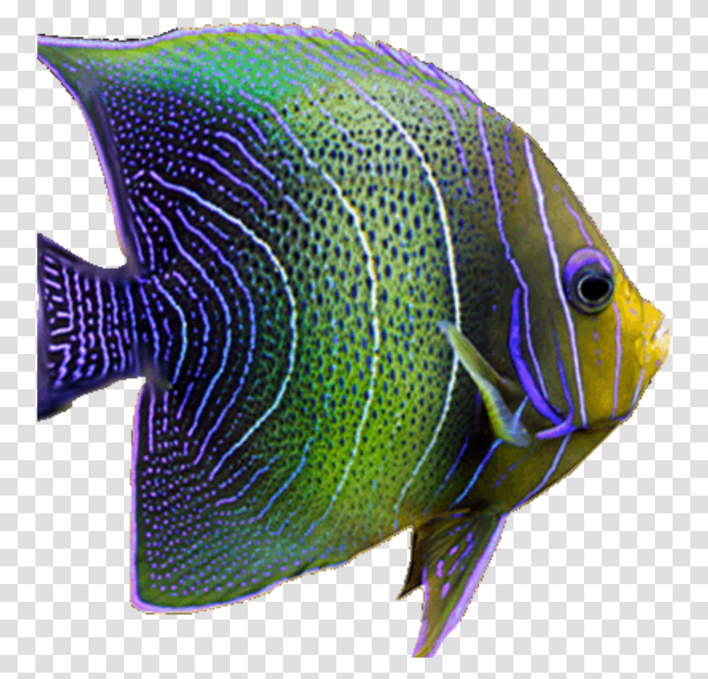 Fish Neon Tropical Sea Fishes Freetoedit Coral Reef Fish, Angelfish, Sea Life, Animal Transparent Png