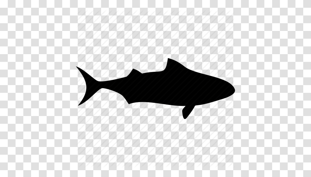Fish Ocean Sea Shark Shark Attack Shark Fin Shark Warning Icon, Sea Life, Animal, Mammal, Dolphin Transparent Png