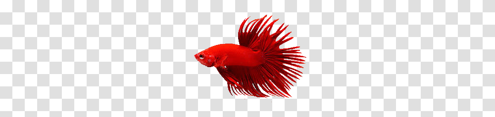 Fish Of The Week, Animal, Goldfish Transparent Png