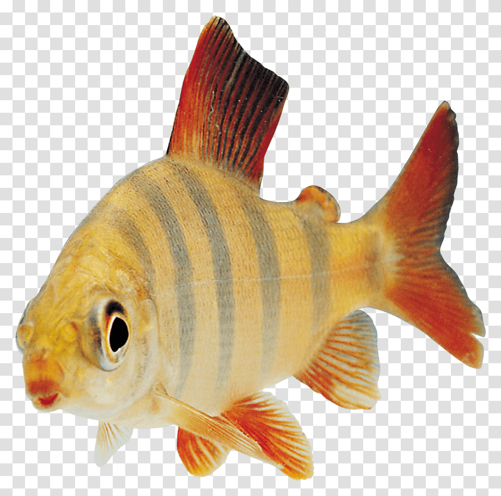 Fish Orange Sideview Animals Flashcards Fish, Goldfish, Perch, Carp Transparent Png